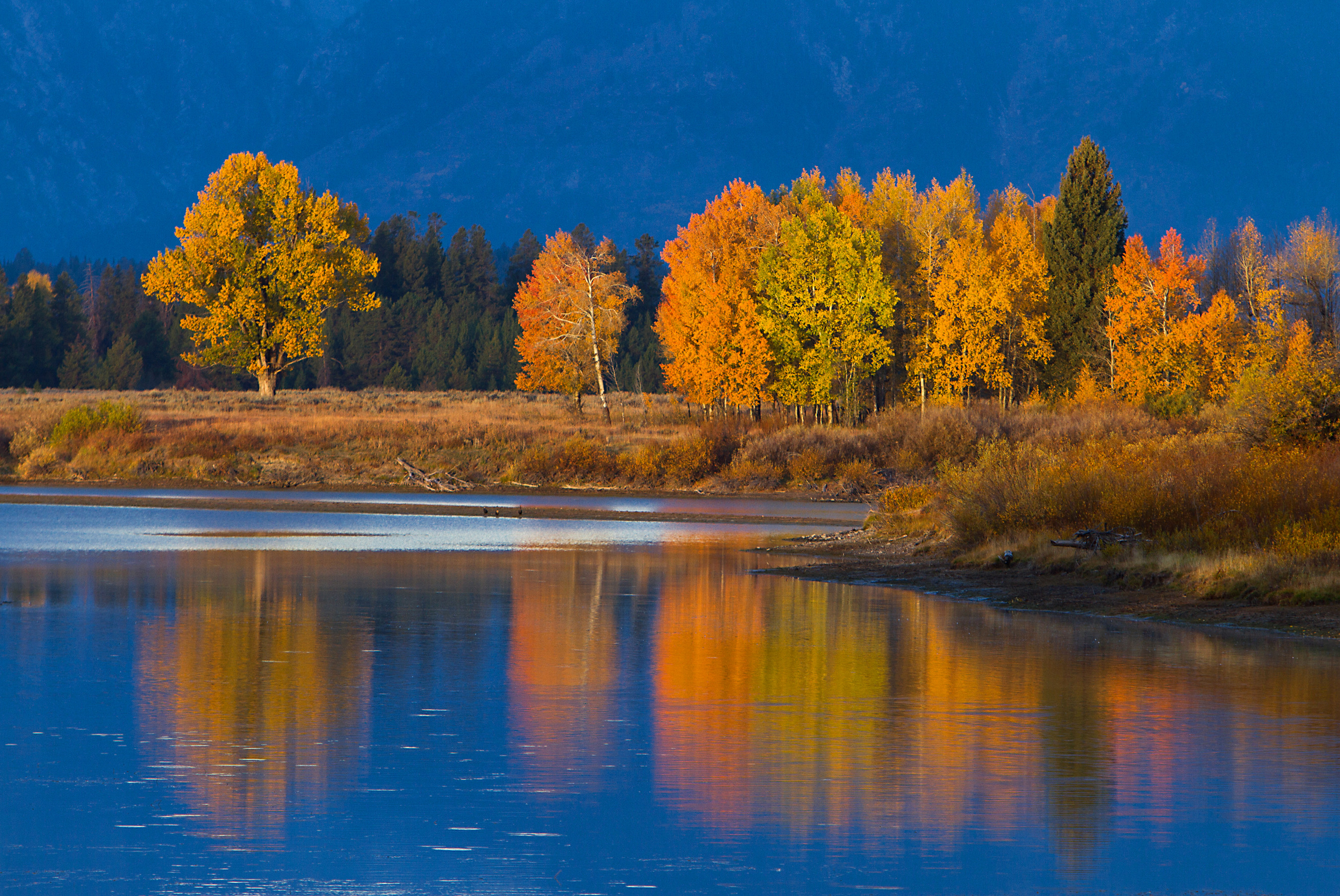 Oxbow Bend - Grand Teton National Park - Aspen Cottonwoods - Fall Colors IMG_5975a
