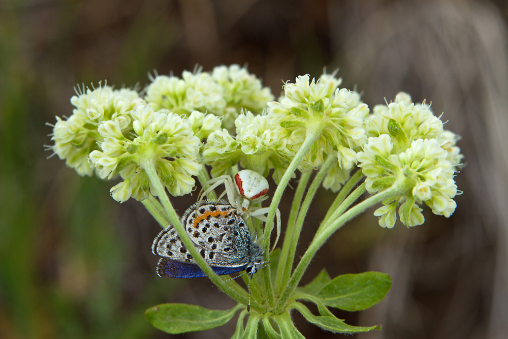 When we think of Predators in the Rocky Mtns we think Grizzlies and Wolves. This Crab Spider is every bit a predator as it sucks the lifeblood from this Royal Blue butterfly. Unlike most spiders, this is an ambush predator not relying on a web to ensnare prey. The ability to change color makes this tiny killer most effective.