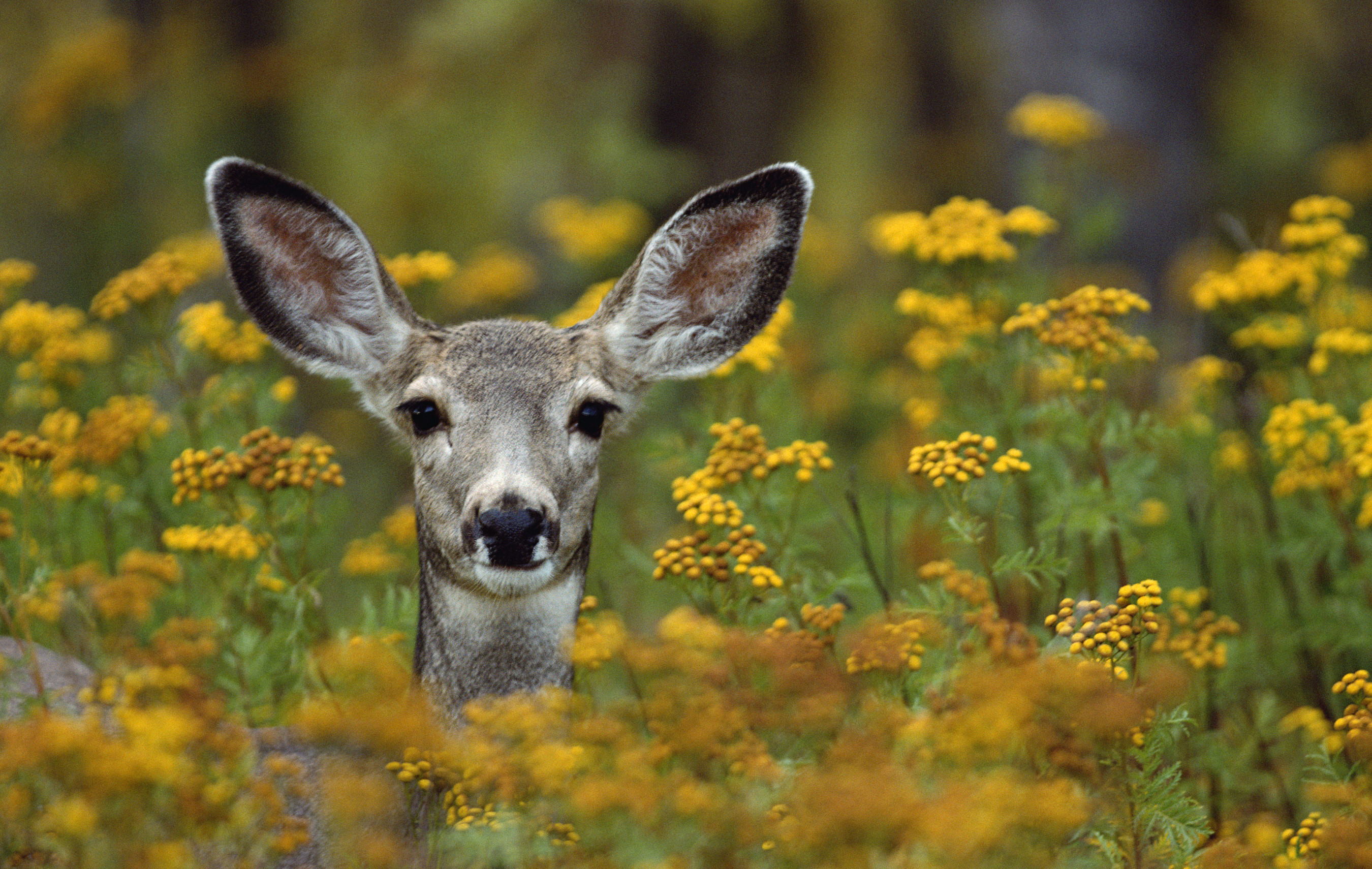 Mule Deer Doe in Flowers a - Grand Teton Photo Tours
